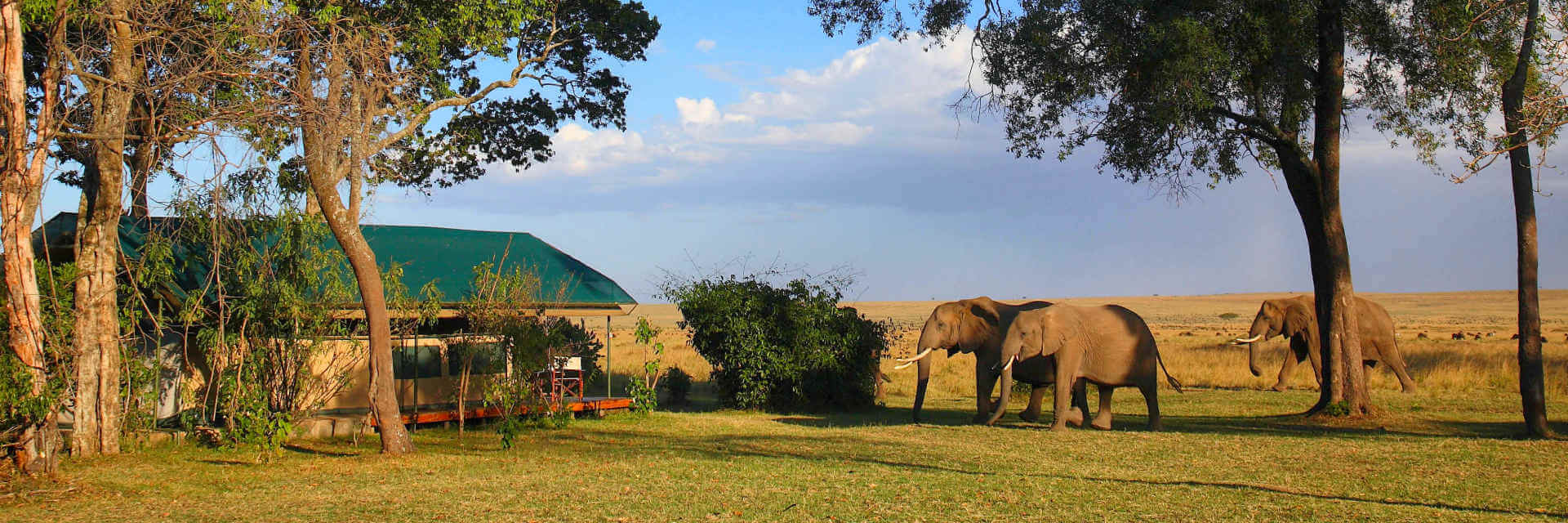 Governor's Camp ligt aan de oever van de Mara rivier in het westen van de Masai Mara game reservaat. Governor's Camp ligt aan de oever van de Mara rivier in het westen van de Masai Mara game reservaat.