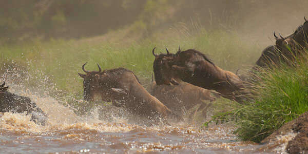Spectaculaire sprongen worden tijdens de grote gnoe migratie waargenomen in de Masai Mara vanaf de oevers Spectaculaire sprongen worden tijdens de grote gnoe migratie waargenomen in de Masai Mara vanaf de oevers