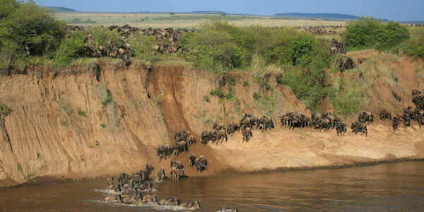 Grote gnoe migratie in de Masai Mara trotseren de Mara rivier grote kudde tot ver op de savannes Grote gnoe migratie in de Masai Mara trotseren de Mara rivier grote kudde tot ver op de savannes