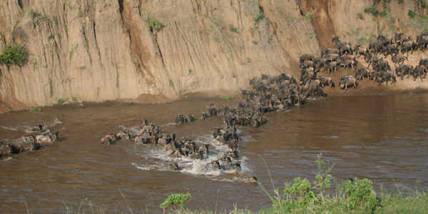 Gnoes moeten zich soms langs grote kantwallen afstorten naar de rivier tijdens de grote gnoe migratie Masai Mara, gnoes moeten zich soms langs grote kantwallen afstorten naar de rivier tijdens de grote gnoe migratie