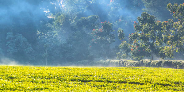Zonsopgang theeplantage, Kakamega Forest in Kenia Zonsopgang theeplantage, Kakamega Forest in Kenia