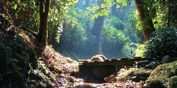 Zonsopgang regenwoud, Kakamega Forest in Kenia Zonsopgang regenwoud, Kakamega Forest in Kenia
