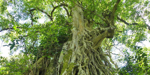 Wurgvijg met luchtwortels, Kakamega Forest in Kenia Wurgvijg met luchtwortels, Kakamega Forest in Kenia