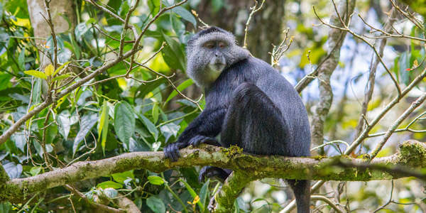 Diadeem meerkat, Kakamega Forest in Kenia Diadeem meerkat, Kakamega Forest in Kenia