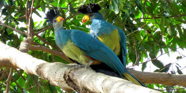 Toerako, Kakamega Forest in Kenia Toerako, Kakamega Forest in Kenia