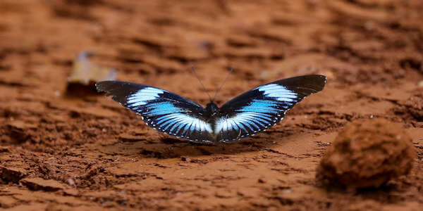 Kleurrijke vlinders, Kakamega Forest in Kenia Kleurrijke vlinders, Kakamega Forest in Kenia