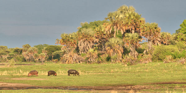 Borassus palmbos en savannes, Katavi Nationaal Park in Tanzania Borassus palmbos en savannes, Katavi Nationaal Park in Tanzania