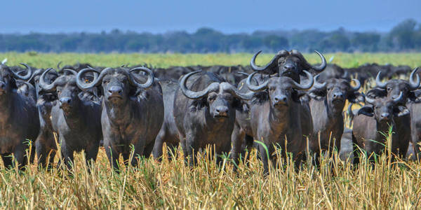 Grote kuddes buffels, Katavi Nationaal Park in Tanzania Grote kuddes buffels, Katavi Nationaal Park in Tanzania