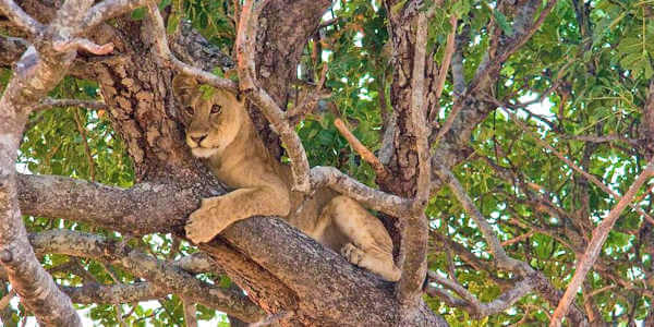 Boomklimmende leeuwin, Katavi Nationaal Park in Tanzania Boomklimmende leeuwin, Katavi Nationaal Park in Tanzania