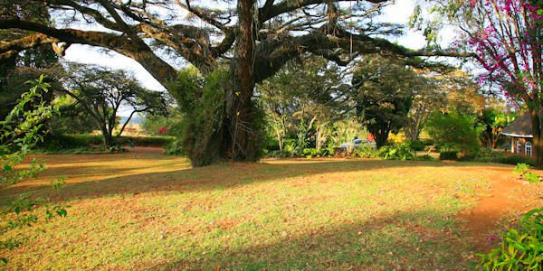 Centraal in de tuin ligt de oudste acacia boom van Kenia. Centraal in de tuin ligt de oudste acacia boom van Kenia, accommodatie Nakuru Nationaal Park in Kenia