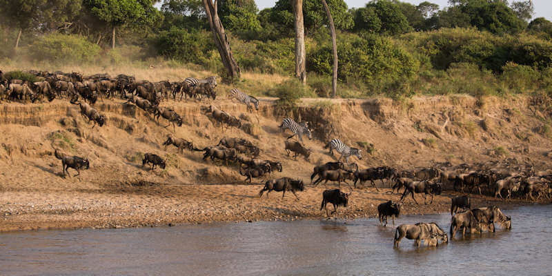 Grote gnoe migratie in de Masai Mara. Grote gnoe migratie in de Masai Mara.