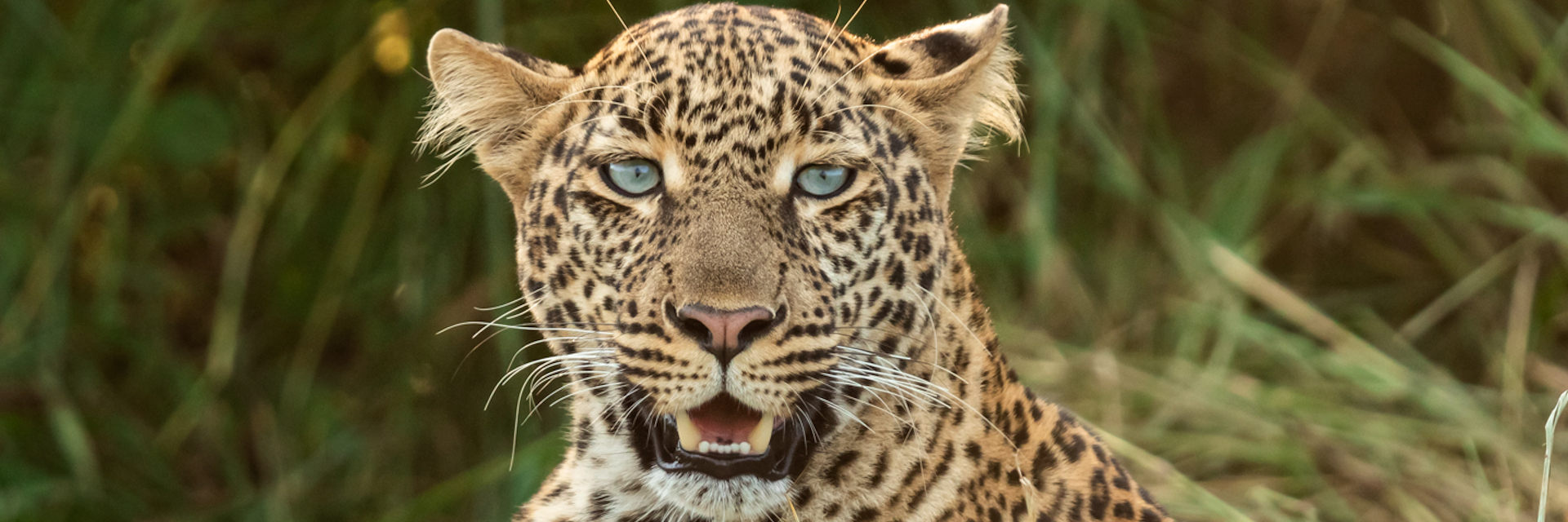 Informatie over reizen met de safari bestemming Kenia Informatie over reizen met de safari bestemming Kenia
