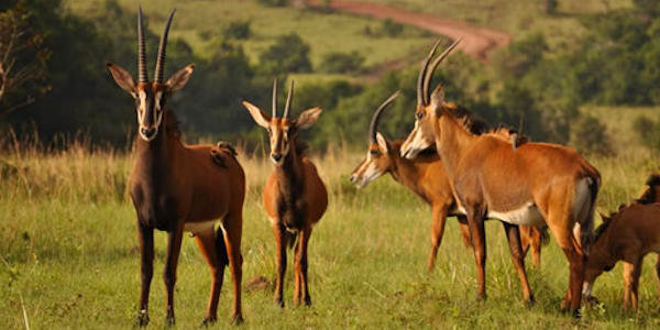 Shimba Hills is een reservaat en de enige locatie waar de sabelantiloop voorkomt in Kenia. Shimba Hills is een reservaat en de enige locatie waar de sabelantiloop voorkomt in Kenia.