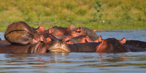 Prive safari reizen door Rondreis Kenia
