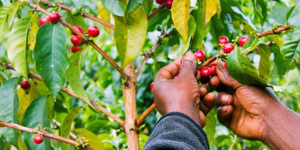 Dagtrip Koffieplantage tour - Kahawa Shamba - hellingen van Mount Kilimanjaro nationaal park Dagtrip Koffieplantage tour - Kahawa Shamba - hellingen van Mount Kilimanjaro nationaal park