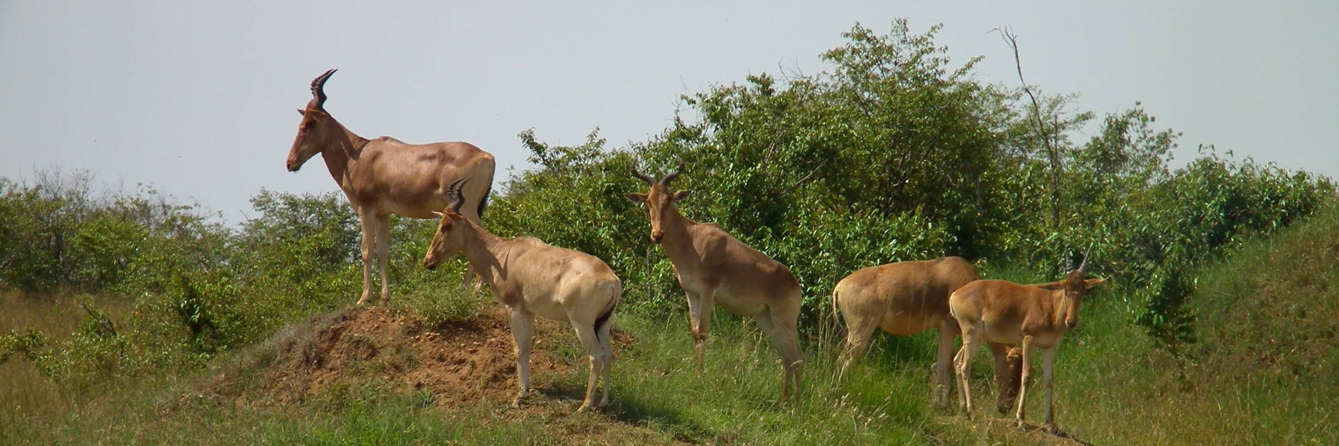 14 daagse Kongoni safari rondreis door Kenia inclusief strandvakantie 14 daagse Kongoni safari rondreis door Kenia inclusief strandvakantie