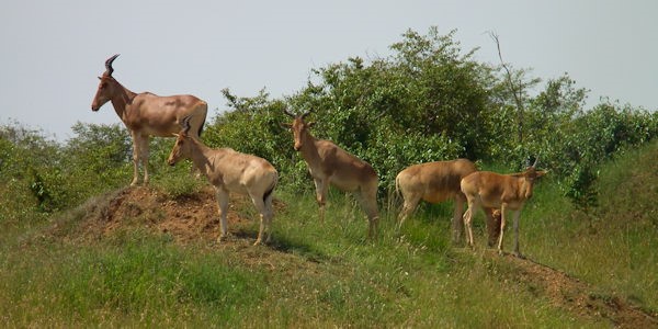 Prive safari reizen door Rondreis Kenia
