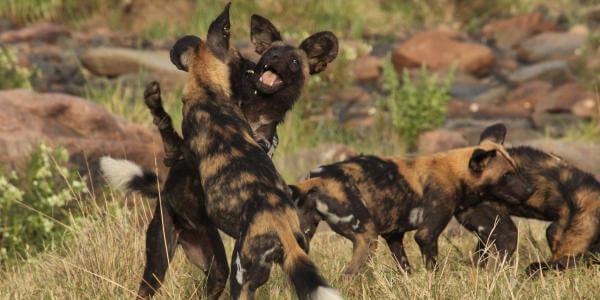 Wilde honden, Laikipia in Kenia