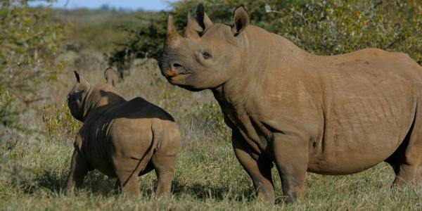 Zwarte neushoorn, Laikipia in Kenia