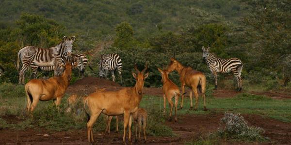 Hartebeest en zebra, Laikipia in Kenia
