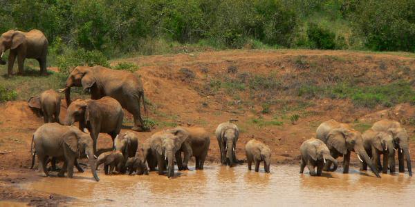 Olifanten drinkwaterplaats, Laikipia in Kenia