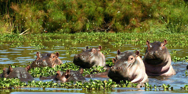 Naivasha meer, Kenia Naivasha meer, Kenia