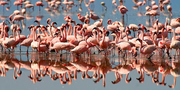Flamingo's zoeken naar voedsel, Lake Natron in Tanzania Flamingo's zoeken naar voedsel, Lake Natron in Tanzania