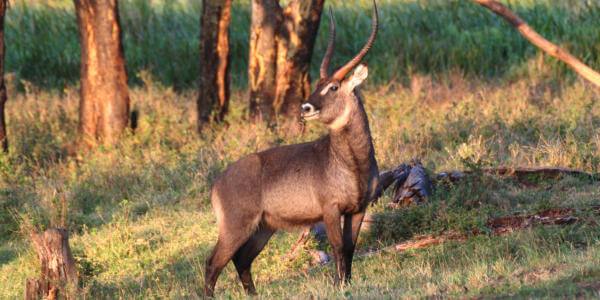 Waterbok, Lewa Downs in Kenia Waterbok, Lewa Downs in Kenia