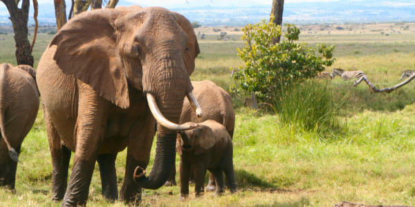 Olifant, Lewa Downs in Kenia Olifant, Lewa Downs in Kenia