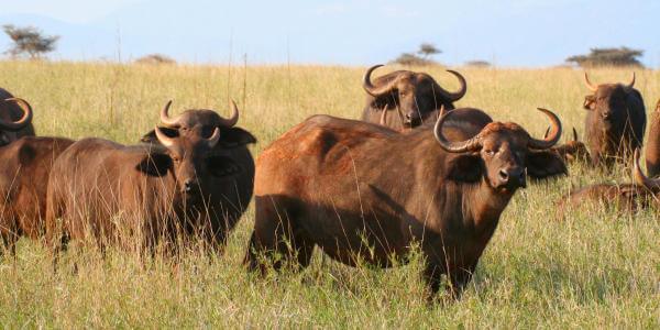 Buffel, Lewa Downs in Kenia Buffel, Lewa Downs in Kenia