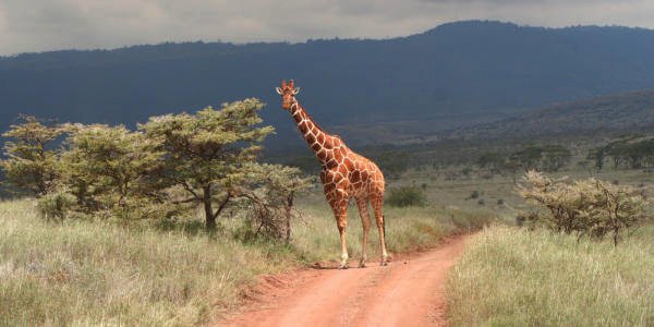 Net giraf, Lewa Downs in Kenia Net giraf, Lewa Downs in Kenia