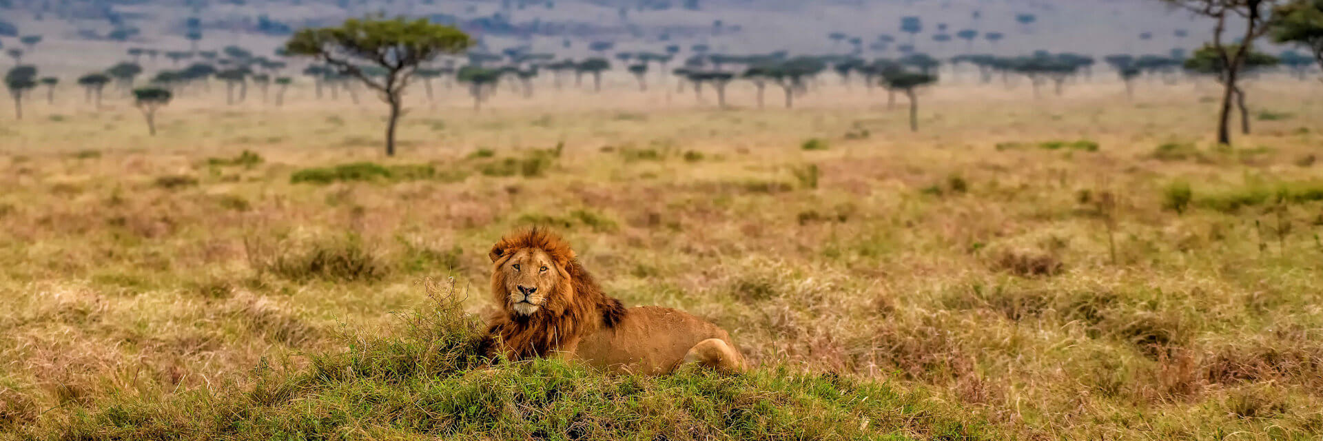 Lion Trails 12 daagse prive safari en strandvakantie Kenia Lion Trails 12 daagse prive safari en strandvakantie Kenia