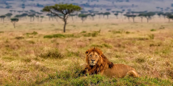 Prive safari reizen door Rondreis Kenia