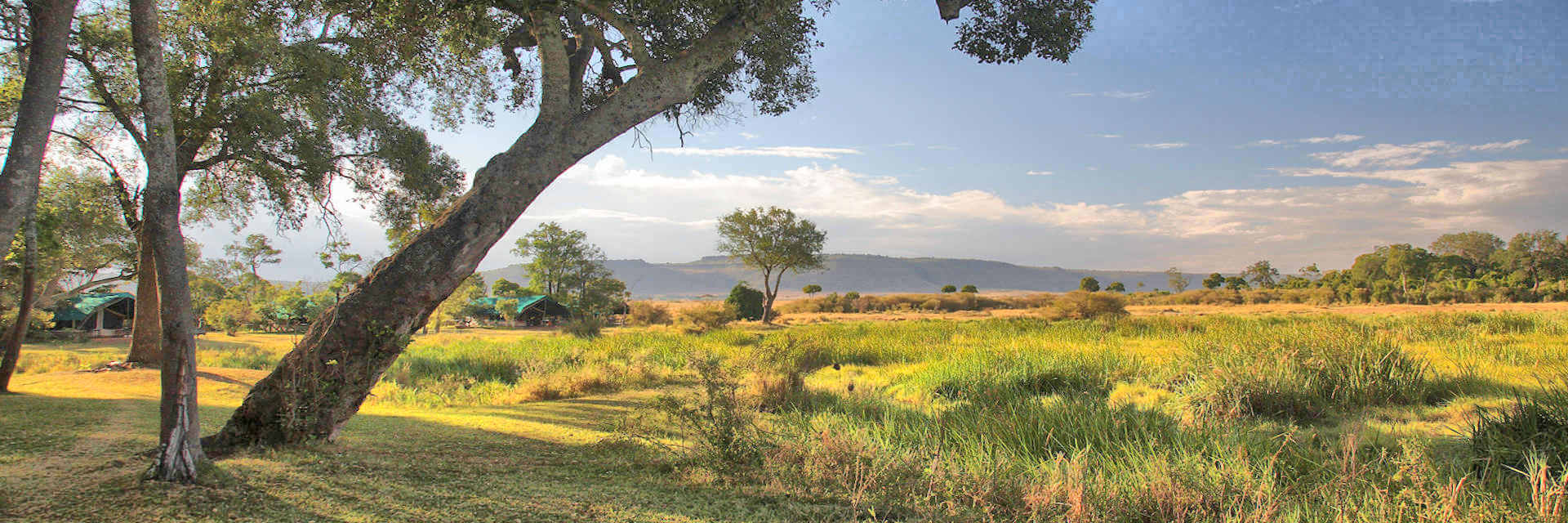 Little Governors Camp is een exclusief kamp aan de Mara rivier omgeven door rivierbossen in het westelijk gelegen Musiara district van de Masai Mara concessie Little Governors Camp is een exclusief kamp aan de Mara rivier omgeven door rivierbossen in het westelijk gelegen Musiara district van de Masai Mara concessie