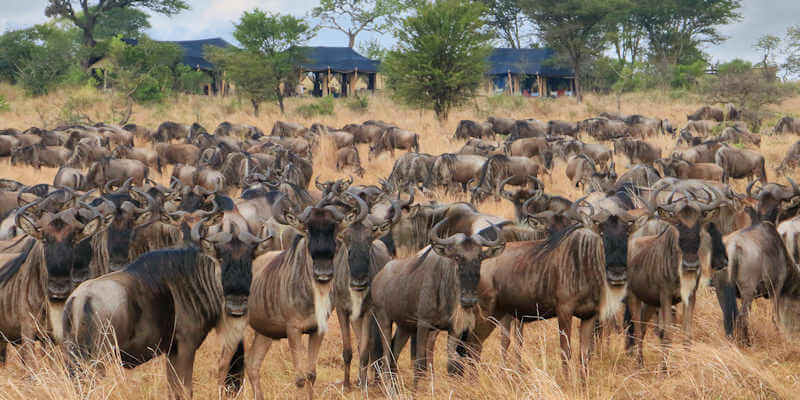 Grootste spektakel op aarde de gnoe migratie door de Serengeti in Tanzania en de Masai Mara in Kenia Grootste spektakel op aarde de gnoe migratie door de Serengeti in Tanzania en de Masai Mara in Kenia