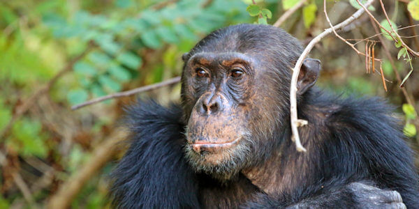 Chimpansee trekking, Mahale Nationaal Park in Tanzania