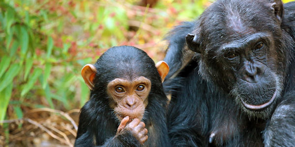 Chimpansee trekking, Mahale Nationaal Park in Tanzania