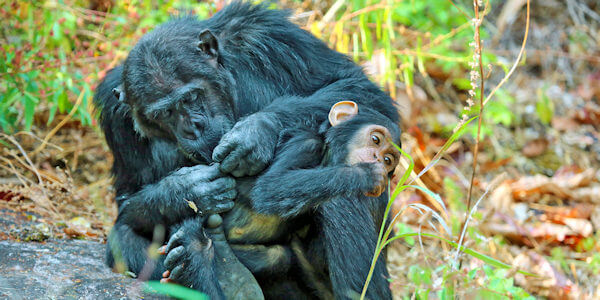 Chimpansee trekking, Mahale Nationaal Park in Tanzania