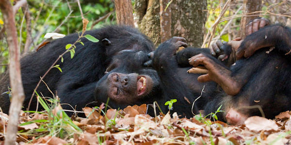 Chimpansee trekking, Mahale Nationaal Park in Tanzania