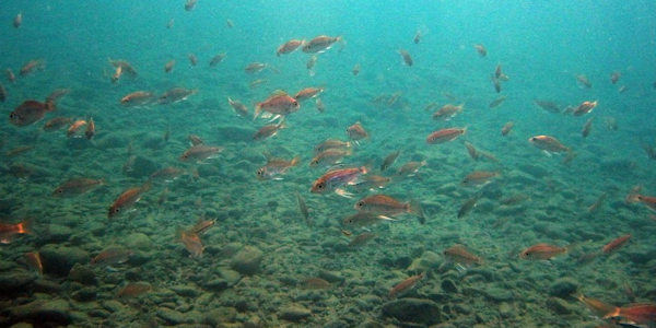 Tanganyika meer snorkeltrip, Mahale Nationaal Park in Tanzania