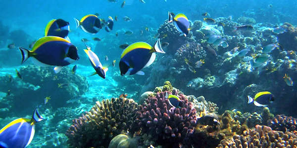 Snorkel excursie maritiem park, Malindi in Kenia