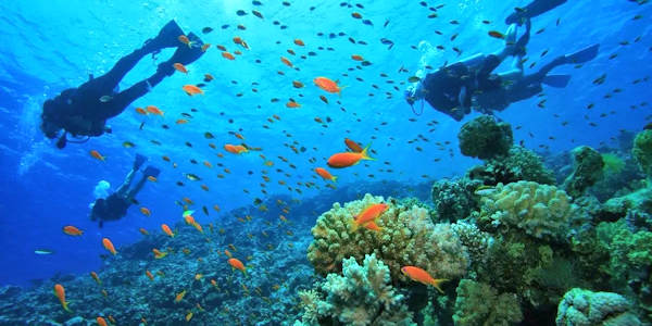 Duikexcursie maritiem park, Malindi in Kenia