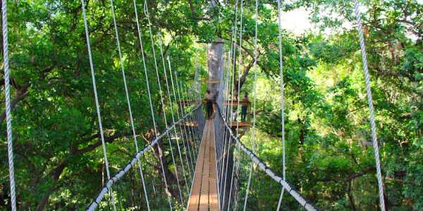 Manyara Treetop Walkway Manyara Treetop Walkway