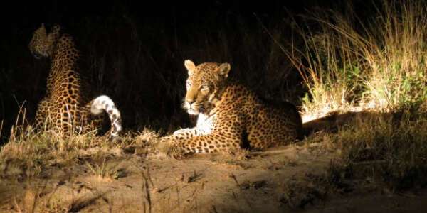 Nightgamedrive Manyara Nightgamedrive Manyara