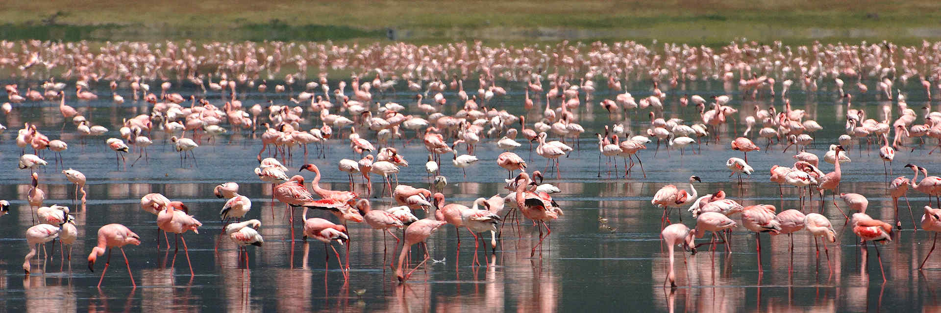 Rift Vallei over Lake Manyara ligt in de Rift Vallei bekend om boomklimmende leeuwen en de vele flamingo's. Rift Vallei over Lake Manyara ligt in de Rift Vallei bekend om boomklimmende leeuwen en de vele flamingo's.