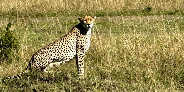 Jachtluipaard - Bilashaka plains - Masai Mara Jachtluipaard - Bilashaka plains - Masai Mara