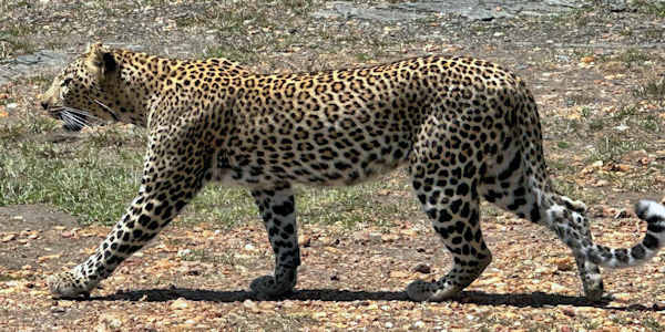 Kenia | Tanzania | Combinatie reizen | Prive safari reizen | Luipaard - Masai Mara - september 2023 | OnsKenia Kenia | Tanzania | Combinatie reizen | Prive safari reizen | Luipaard - Masai Mara - september 2023 | OnsKenia