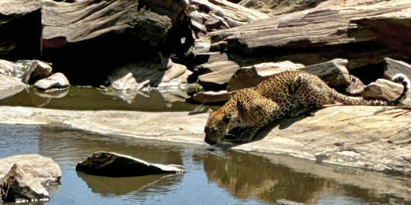 Kenia | Tanzania | Combinatie reizen | Prive safari reizen | Luipaard - Olare rivier - Masai Mara - september 2023 | OnsKenia Kenia | Tanzania | Combinatie reizen | Prive safari reizen | Luipaard - Olare rivier - Masai Mara - september 2023 | OnsKenia
