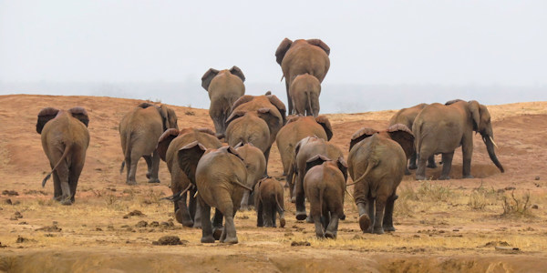 Kenia | Mindervalide reizen | Safari en Strand | Olifanten in Amboseli nationaal park - augustus 2025 | OnsKenia Kenia | Mindervalide reizen | Safari en Strand | Olifanten in Amboseli nationaal park - augustus 2025 | OnsKenia