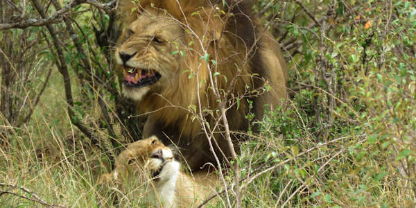 Kenia | Mindervalide reizen | Safari en Strand | Parende leeuwen in de Masai Mara - augustus 2025 | OnsKenia Kenia | Mindervalide reizen | Safari en Strand | Parende leeuwen in de Masai Mara - augustus 2025 | OnsKenia